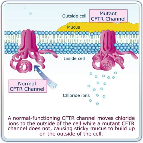 cftr gene. What made me interested in genetics