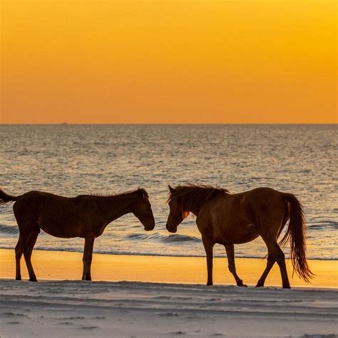 Corolla Wild Horses | Horses, Wild horses, Mustang