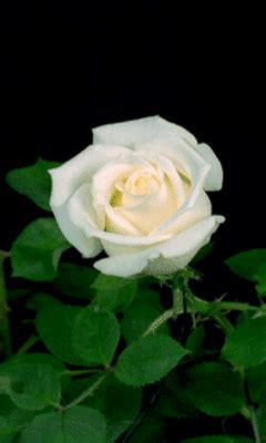 Rosa blanca GIF - Descargar & Compartir en PHONEKY