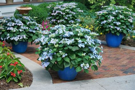 Shrubs for Shade - Homestead Gardens, Inc.