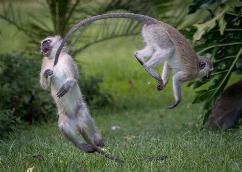 PsBattle: These vervet monkeys playing. : r/photoshopbattles