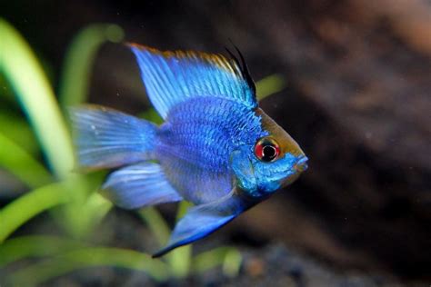 Electric Blue Ram Cichlid: Care, Behavior, Feeding, & More