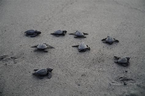 Pawikan hatchlings released in Morong sea - Punto! Central Luzon