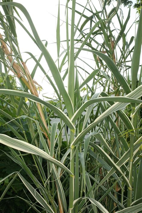 Arundo donax L. | Plants of the World Online | Kew Science