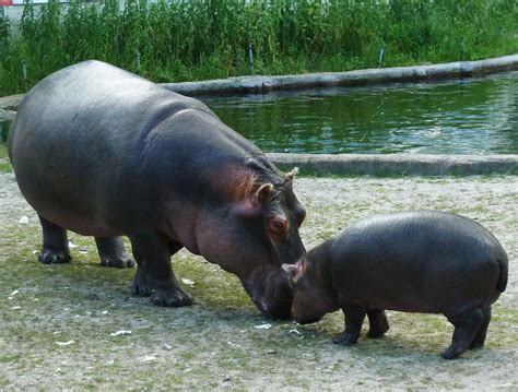 File:Mother-hippo-and-baby-hippo.jpg - Wikimedia Commons