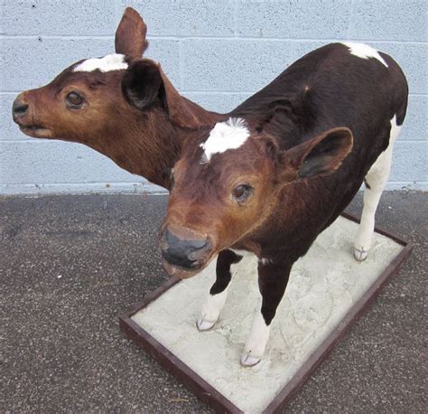 Own your own two-headed calf taxidermy - Boing Boing