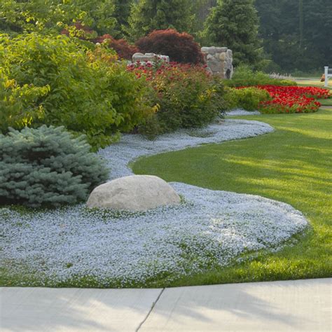 All About Growing Blue Star Creeper (Isotoma fluviatilis)