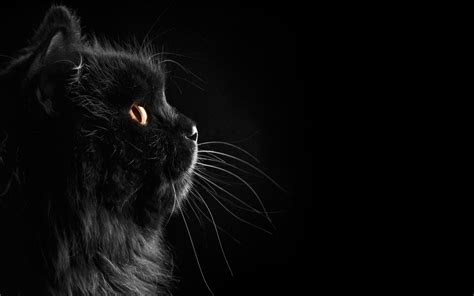 Wallpapers Black Cat - Wallpaper Cave