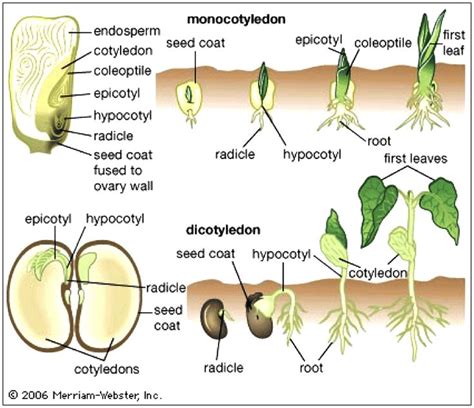 Seed Germination in Dicots and Monocots | Horticulture education, Plant ...