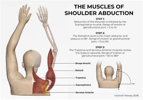 Muscles of Shoulder Abductor | Medical imaging technology ...