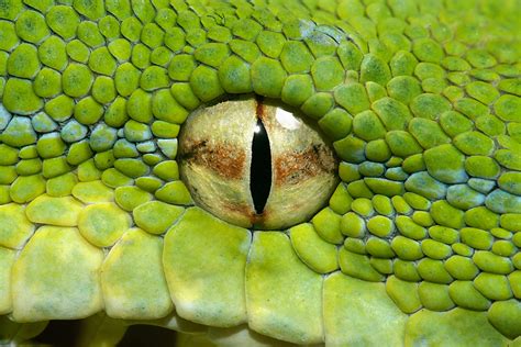 Snake Eye by Henrik Vind / 500px