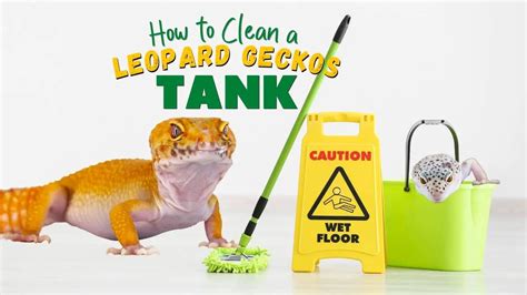 How to Clean a Leopard Gecko Tank – Leopard Gecko Habitat