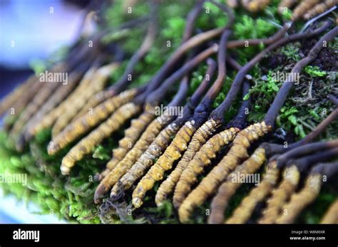 Caterpillar fungus hi-res stock photography and images - Alamy