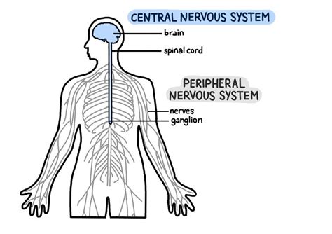 Peripheral Nervous System (PNS): Parts and Function