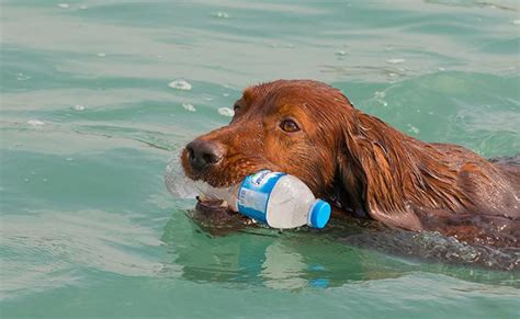 Irish Setter - Dog Breed Information About The Energetic GunDog - Petmoo