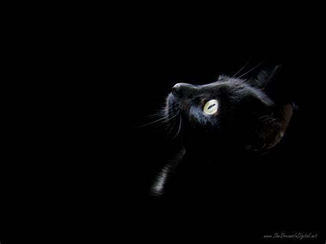 Black Cat Wallpaper - Black Wallpaper (28305457) - Fanpop