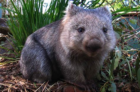 Wombat Wallpapers - Wallpaper Cave