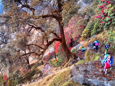 Trekking, Dharamsala - Times of India Travel