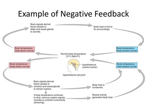 Difference between positive and negative feedback loops - guluho