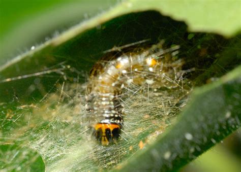 Leafroller Caterpillars - Family TORTRICIDAE