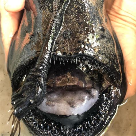 Horrifying deep-sea ‘football fish’ washes up on California beach ...