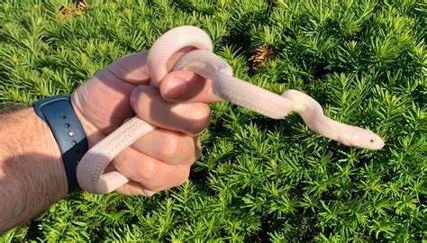 Leucistic Western Rat Snake by SATOO - MorphMarket