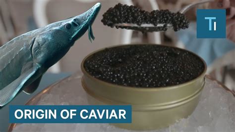 Are Fish Killed For Caviar? The 7 Detailed Answer - Chambazone.com