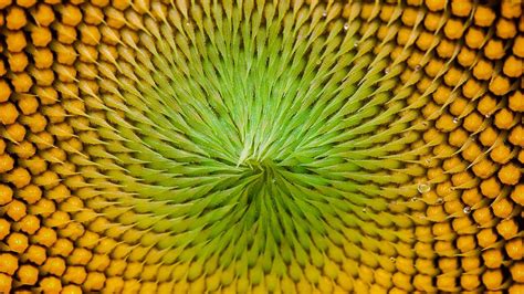 Sunflowers show complex Fibonacci sequences | Science | AAAS