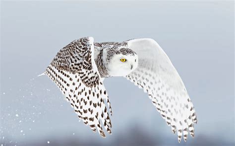 Secrets of the Snowy Owl: Habitat, Adaptations, and Other Facts | Snowy ...