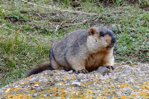 "Himalayan Marmot", Sichuan and Qinghai, China, 2018 - World Travel ...