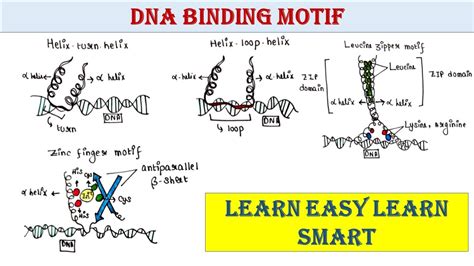 DNA binding motif | Helix turn helix | Helix loop helix | Zinc finger ...