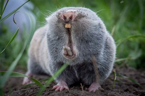 The Lesser Mole-Rat is a rodent whose small eyes are covered by a layer ...