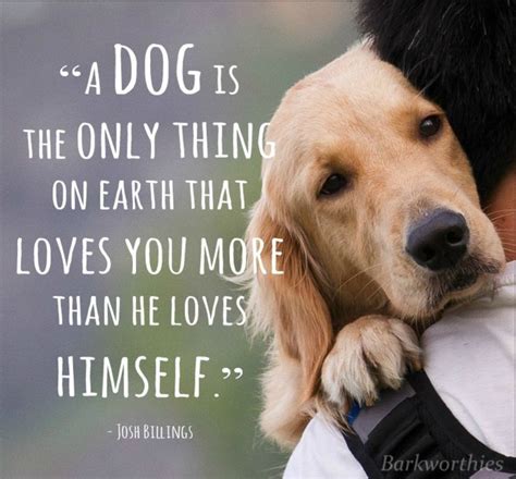 Dog Unconditional Love Quotes On Facebook. QuotesGram