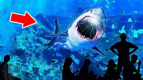 Why No Aquarium In The World Has A Great White Shark - YouTube