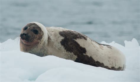 Harp Seal | Facts, pictures & more about Harp Seals