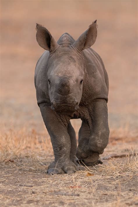 The cutest baby rhino calf... | Baby rhino, Wildlife crime, Animals wild