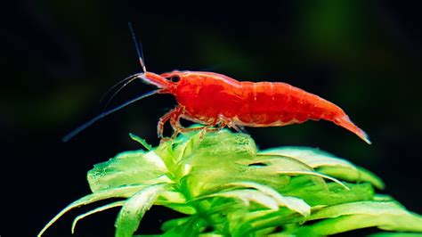 7 Facts About Aquarium Shrimp That Will Surprise You - YouTube