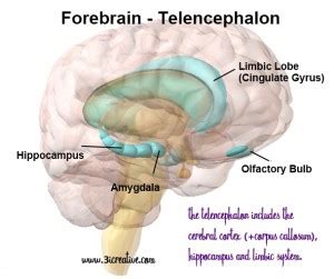 Parts of the the Brain: The Forebrain (Telencephalon & Diencephalon ...