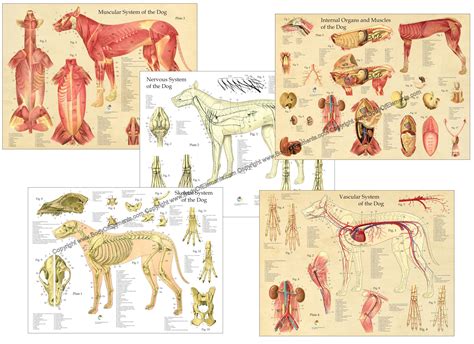 Dog Anatomy Posters – Body of Elements