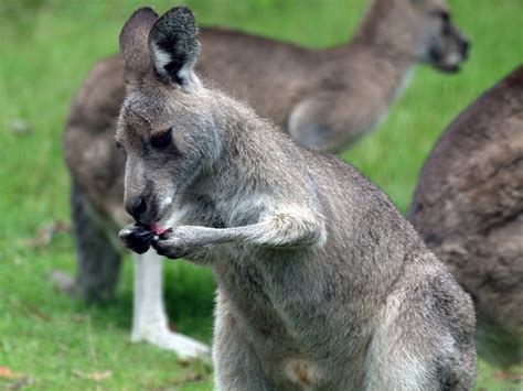 Free photo: Kangaroo, Roo, Australia, Wildlife - Free Image on Pixabay ...