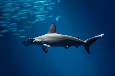 Scalloped hammerhead shark | Monterey Bay Aquarium