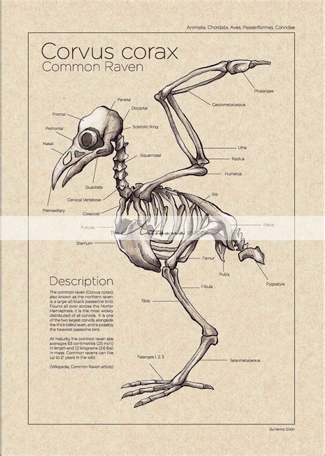 Printable Art Instant Download Raven Crow Skeleton Diagram - Etsy ...