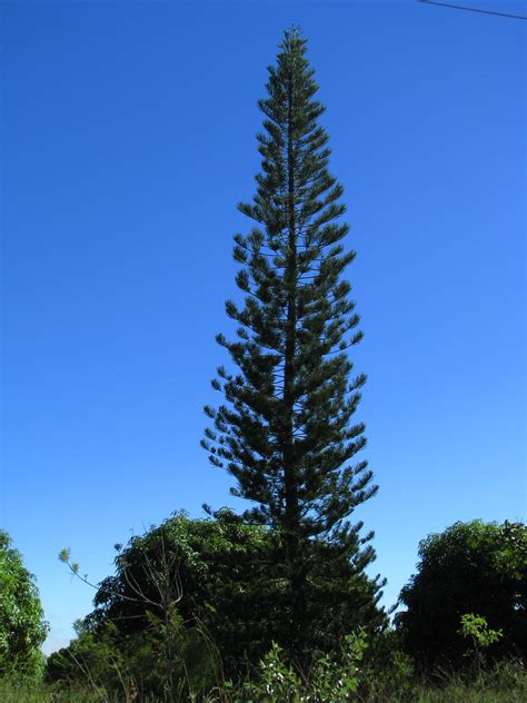 Araucaria columnaris | Specimen of the New Caledonian 'Pin C… | Flickr