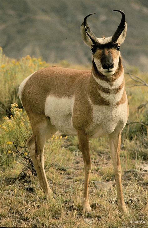 Pronghorn - Yellowstone Wildlife