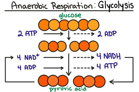 Cellular Respiration Formula Explained