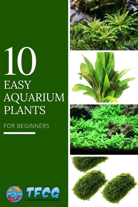 How To Keep Aquarium Plants Alive For Beginners [Ultimate Care Guide ...