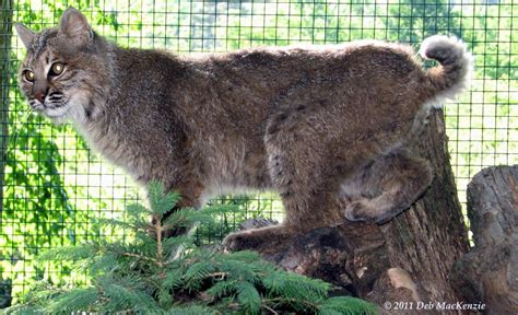 Bobcat