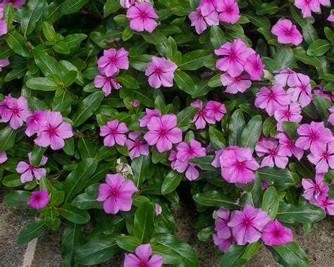 Catharanthus roseus | GardensOnline