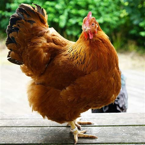 New Hampshire Chicken: Eggs, Height, Size and Raising Tips