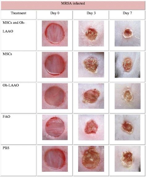 37 Best Photos Cat Wound Healing Stages Pictures : The Good Health Room ...